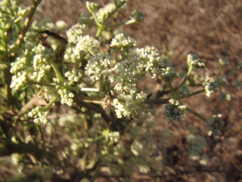 Seseli tortuosum / Finocchiella mediterranea